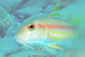Mullet eye by Marco Gargiulo 